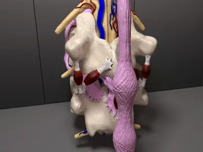 Part of the Human Spine 3D model