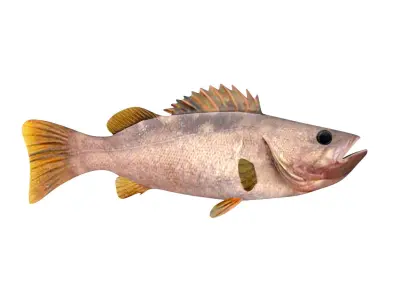 Low-Poly Olive Rockfish Animated Low-poly 3D model