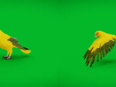 Golden Parrot Conure Low-poly 3D model