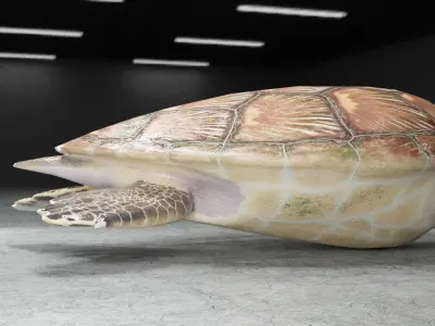 Turtle Low-poly 3D model