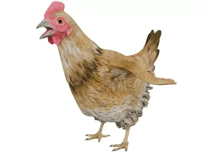 Chicken 3D model