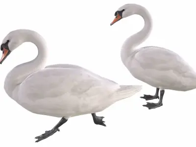 Mute Swan 3D model