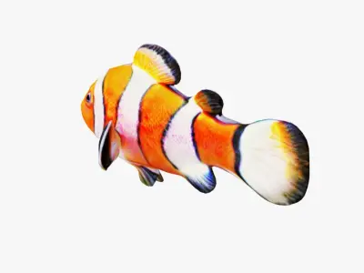 Clownfish Free 3D model