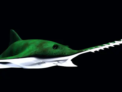 Saw Shark 3D model