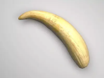 Sperm Whale Tooth 3D model