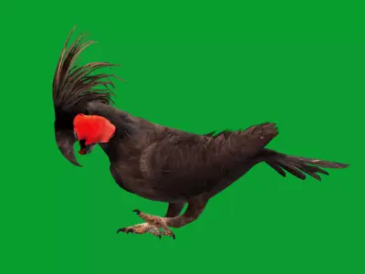Black Palm Cockatoo Bird Low-poly 3D model