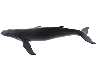 Humback Whale Low-poly 3D model