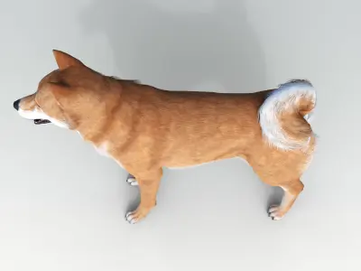 Dog Shiba Ini with Fur - Rigged Low-poly 3D model