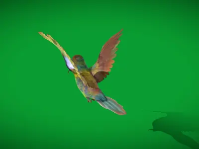 Glittering Bellied Emerald Hummingbird Low-poly 3D model