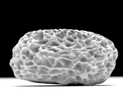 Butterfly egg 3D model