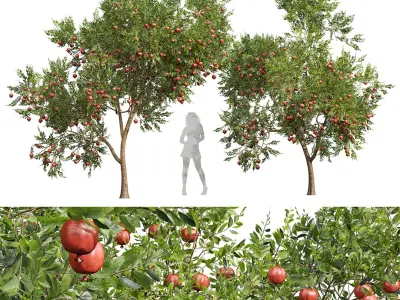 New Plant High detail Punica Granatum Pomegranate 3D model