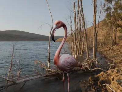 Florida Flamingo - Realistic 3D model