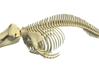 Killer Whale Orca Skeleton 3D model