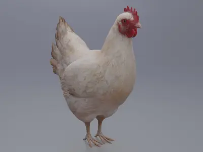 Hen with three different Textures Low-poly 3D model