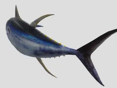 Yellowfin Tuna Low-poly 3D model