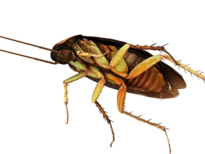 3D cockroach 3d model 3D model