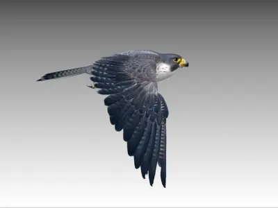 Falcon in flight Low-poly 3D model