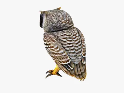 Owl Animal Free 3D model