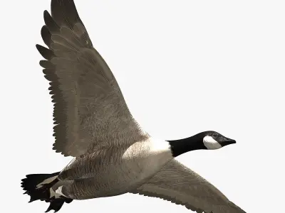 Goose ANIMATED 3D model