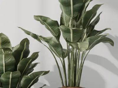 HQ Plants Bird Of ParadiseBird Vase Set05 Free 3D model