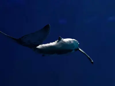 Humpback Whale Animated 3D model purchase