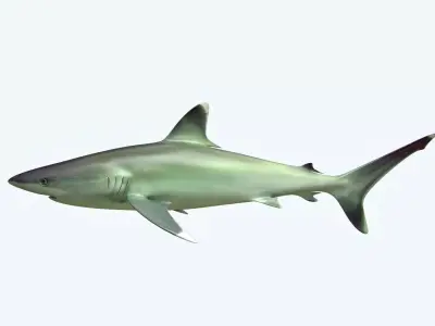 Silver Reef Shark 3D model
