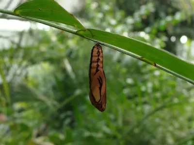 Chrysalis 2 butterfly Low-poly 3D model