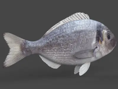 Dorado Fish 3D model