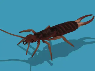 Earwig Low-poly 3D model