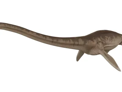 Thalassomedon 3D model