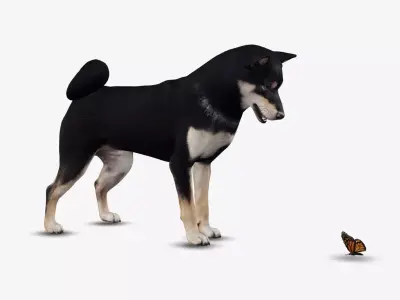 Dog Shiba Inu Low-poly 3D model