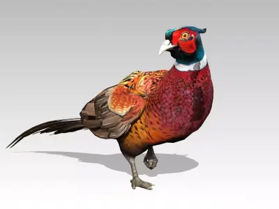 Pheasant Low-poly 3D model