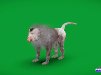 Hamadryas Baboon Monkey Free 3D model