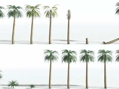 EVERYPlant Date Palm LowPoly 2 --16 Models-- Low-poly 3D model