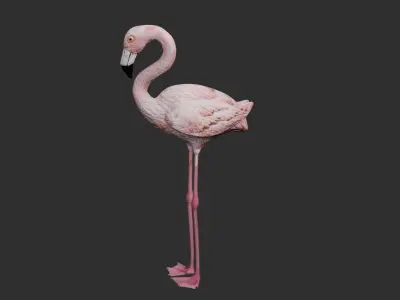 Flamingo 3D model