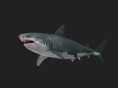 Greatwhiteshark Low-poly 3D model