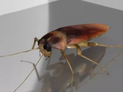 roach cockroach 3D model