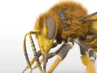 Bee Insect Low-poly 3D model