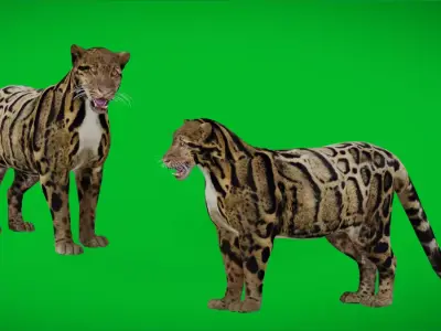 Indochina Clouded Leopard Free 3D model