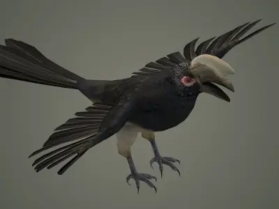 bird wildlife nature wild realistic animals feather hornbill  3D model