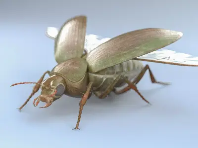 Ground Beetle Insect Low-poly 3D model