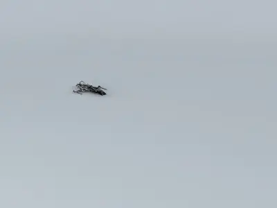 Shockwave Super FI131 3D model