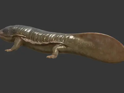 Giant salamander Low-poly 3D model