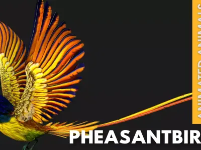 Pheasant Bird A1 Free 3D model