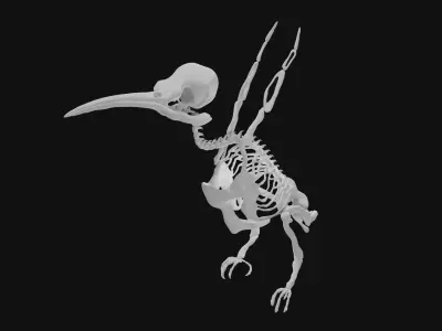 Hummingbird skeleton 3D model