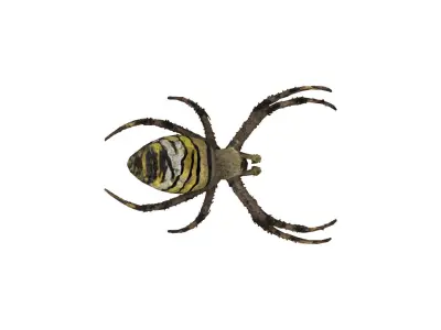 Orb-weaver spider Low-poly 3D model