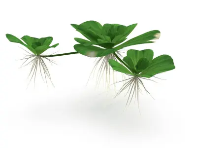 Pistia plant 3D model