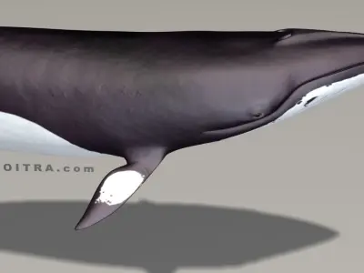 Minke Whale - Balaenoptera Acutoro - Adult Male - Pose 3 - 3D model