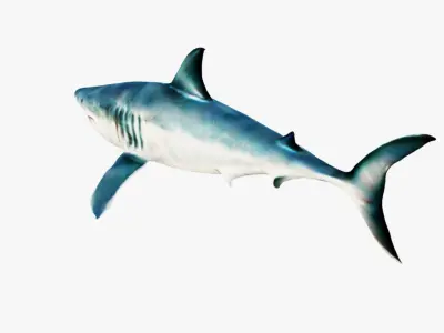 Shark Free 3D model