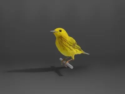 Yellow Warbler Animated VFX Grace 3D model